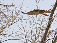 Red tailed Hawk